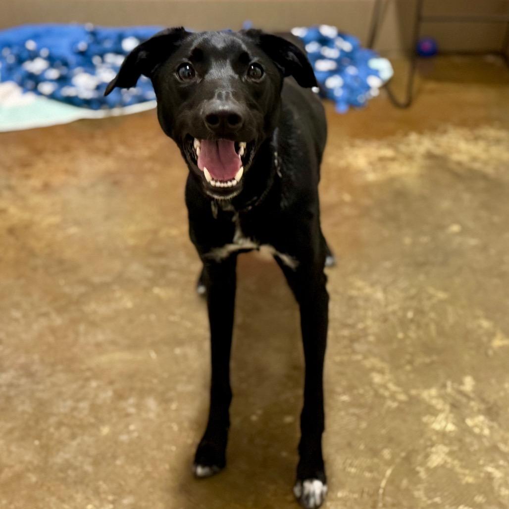 Enlarge Shaw, a Adoptable mixed breed in Green Bay, WI image 2/5