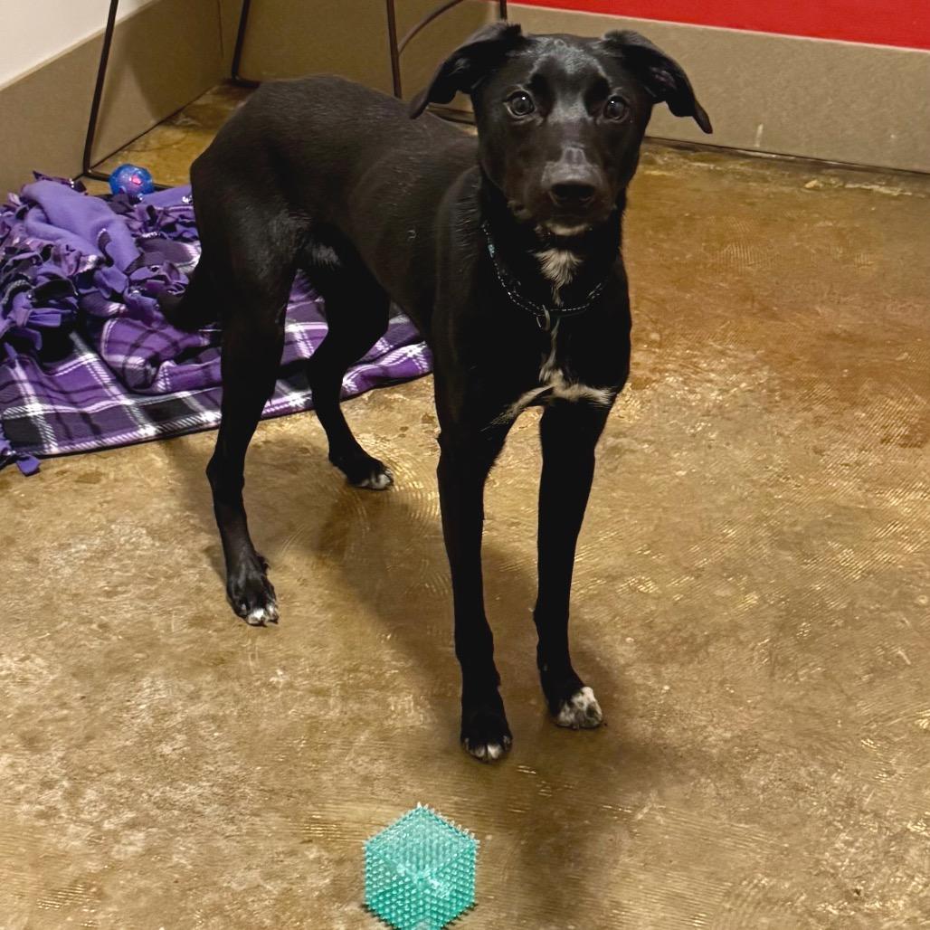 Enlarge Shaw, a Adoptable mixed breed in Green Bay, WI image 3/5