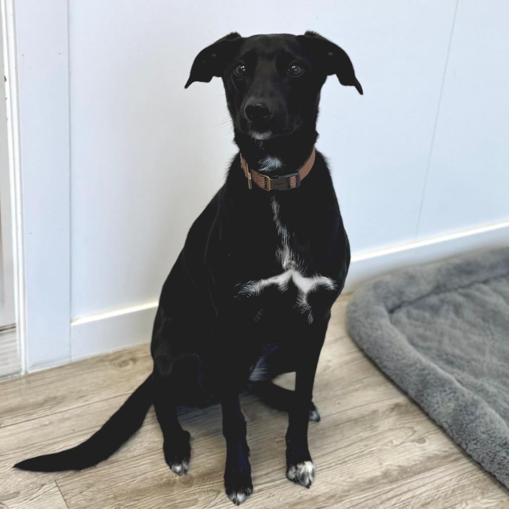 Enlarge Shaw, a Adoptable mixed breed in Green Bay, WI image 4/5