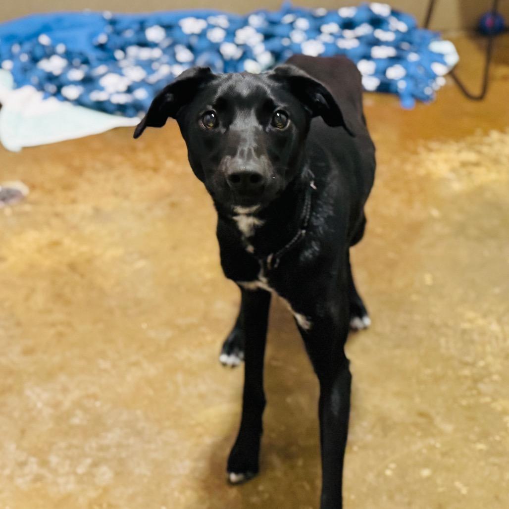 Enlarge Shaw, a Adoptable mixed breed in Green Bay, WI image 5/5