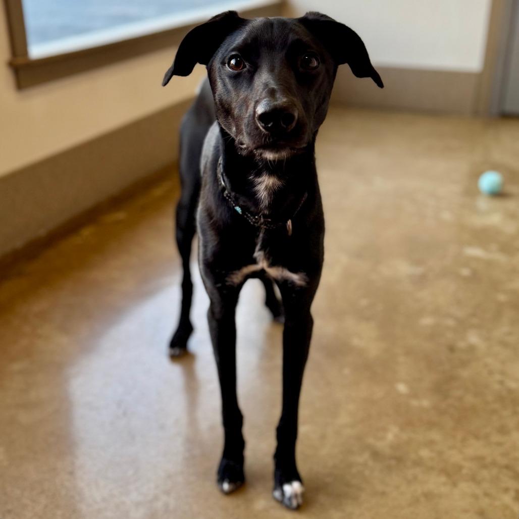 Enlarge Shaw, a Adoptable mixed breed in Green Bay, WI image 6/6