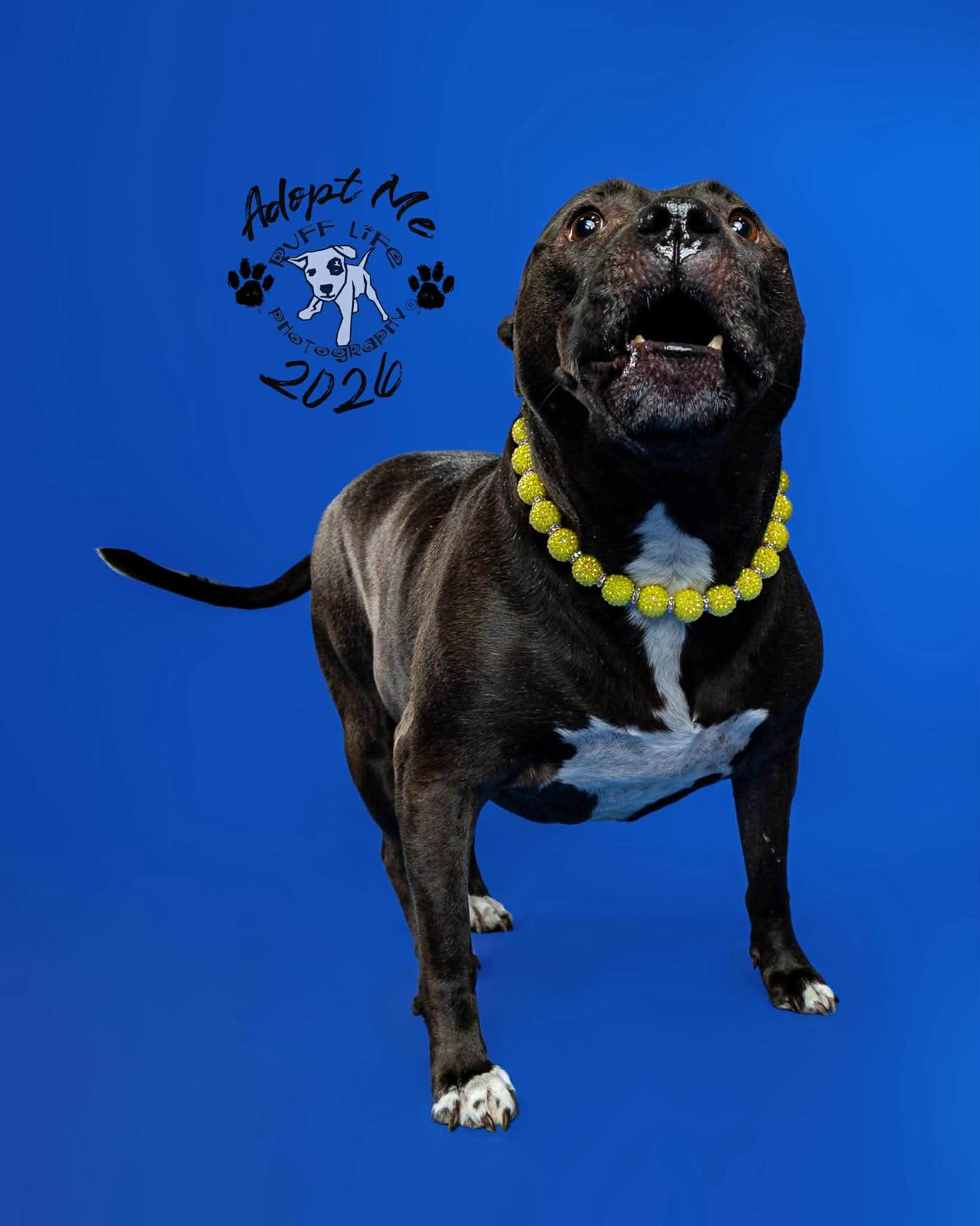 Sugar Bean, a Adoptable mixed breed in Troy, MI image 2/6