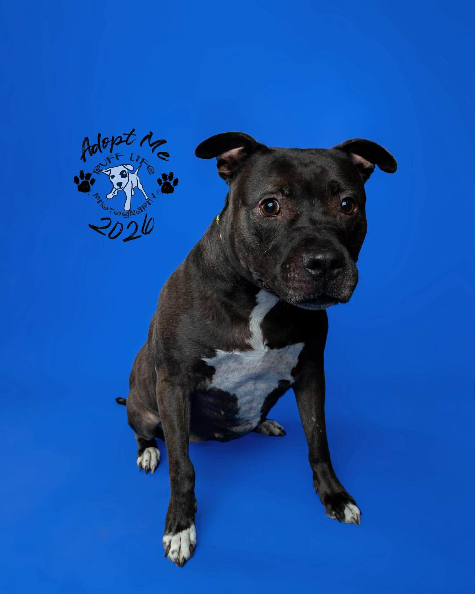 Sugar Bean, a Adoptable mixed breed in Troy, MI image 3/6