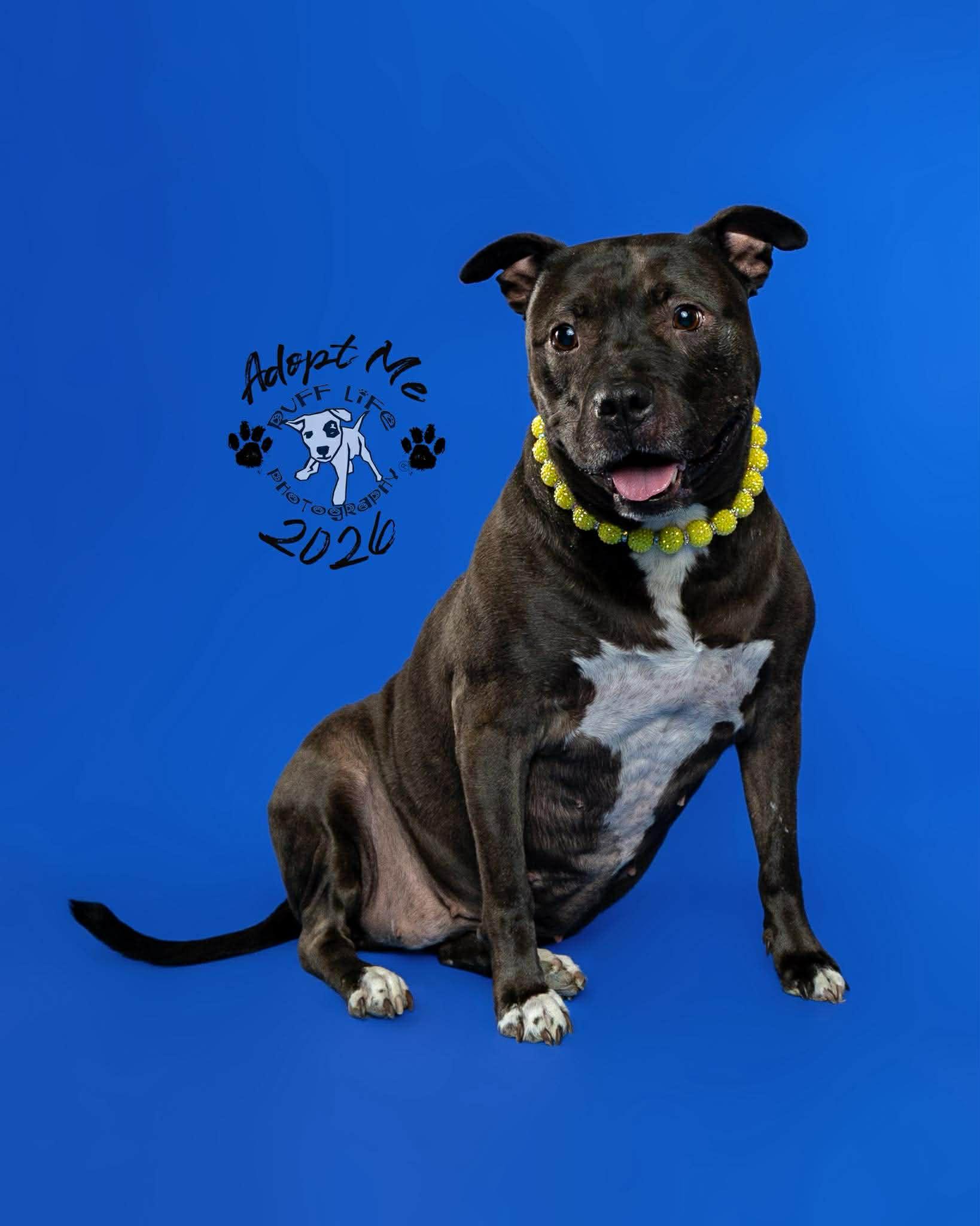 Sugar Bean, a Adoptable mixed breed in Troy, MI image 4/6