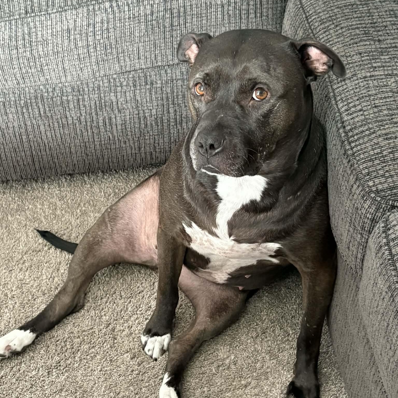 Sugar Bean, Adoptable, Adult Female Pit Bull Terrier & American Staffordshire Terrier.