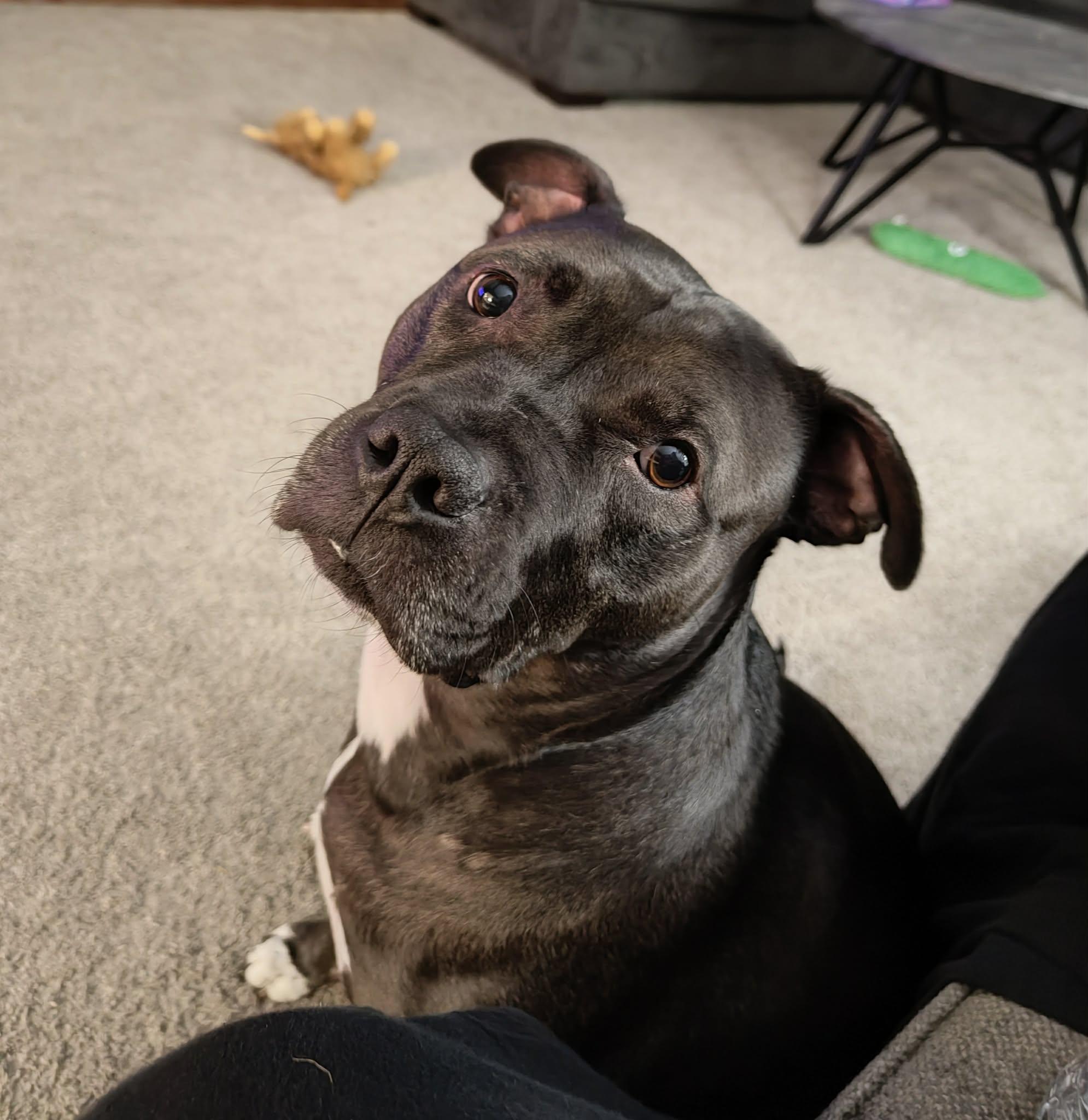 Sugar Bean, a Adoptable mixed breed in Troy, MI image 6/6