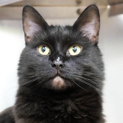 Lucy, Adoptable, Adult Female Domestic Medium Hair & Domestic Short Hair.