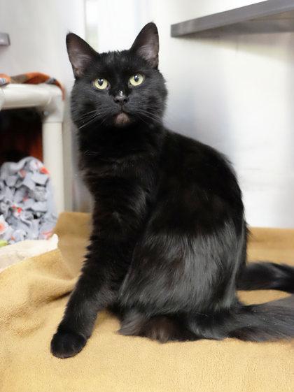 Enlarge Lucy, a Adoptable mixed breed in Ann Arbor, MI image 2/3