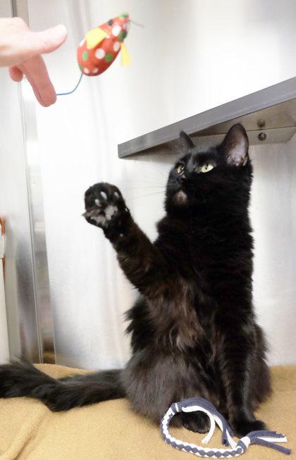 Enlarge Lucy, a Adoptable mixed breed in Ann Arbor, MI image 3/3