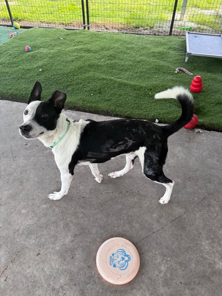 Clyde-Sweet Boy!, Adopted, Adult Male Cattle Dog & Border Collie.