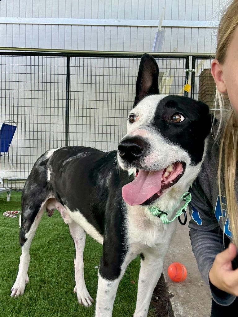 Clyde-Sweet Boy!, a Adopted mixed breed in Fort Myers, FL image 2/3