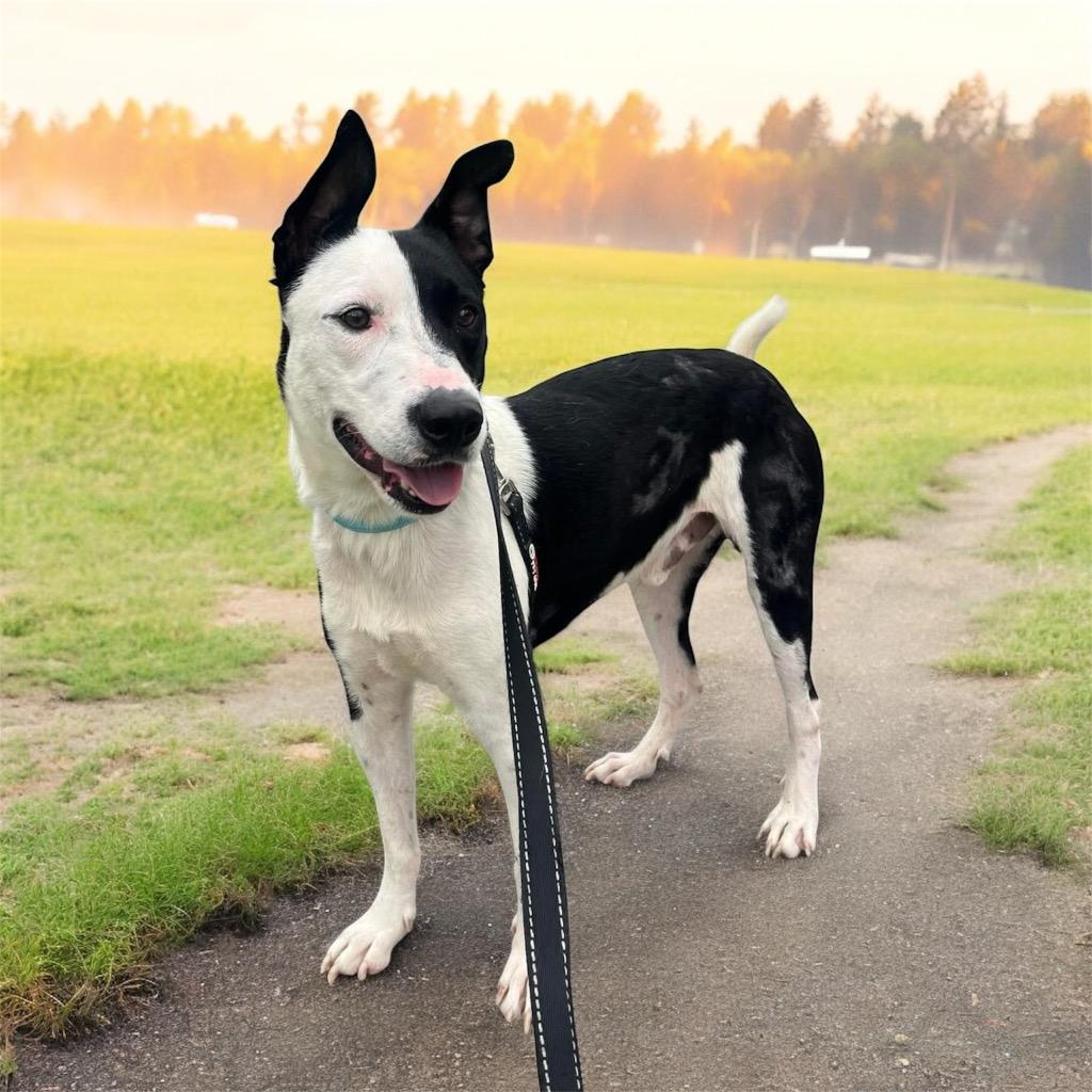 Clyde-Sweet Boy!, a Adopted mixed breed in Fort Myers, FL image 3/3