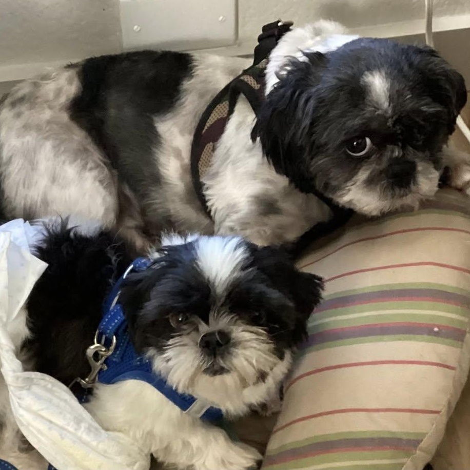 Enlarge Shortstop Miller, a Adoptable Shih Tzu image 3/4