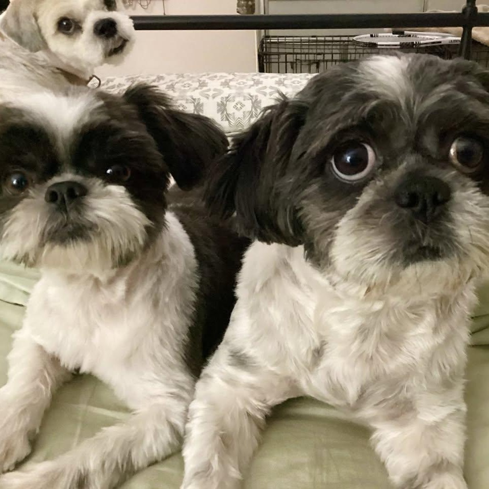 Enlarge Shortstop Miller, a Adoptable Shih Tzu image 2/4