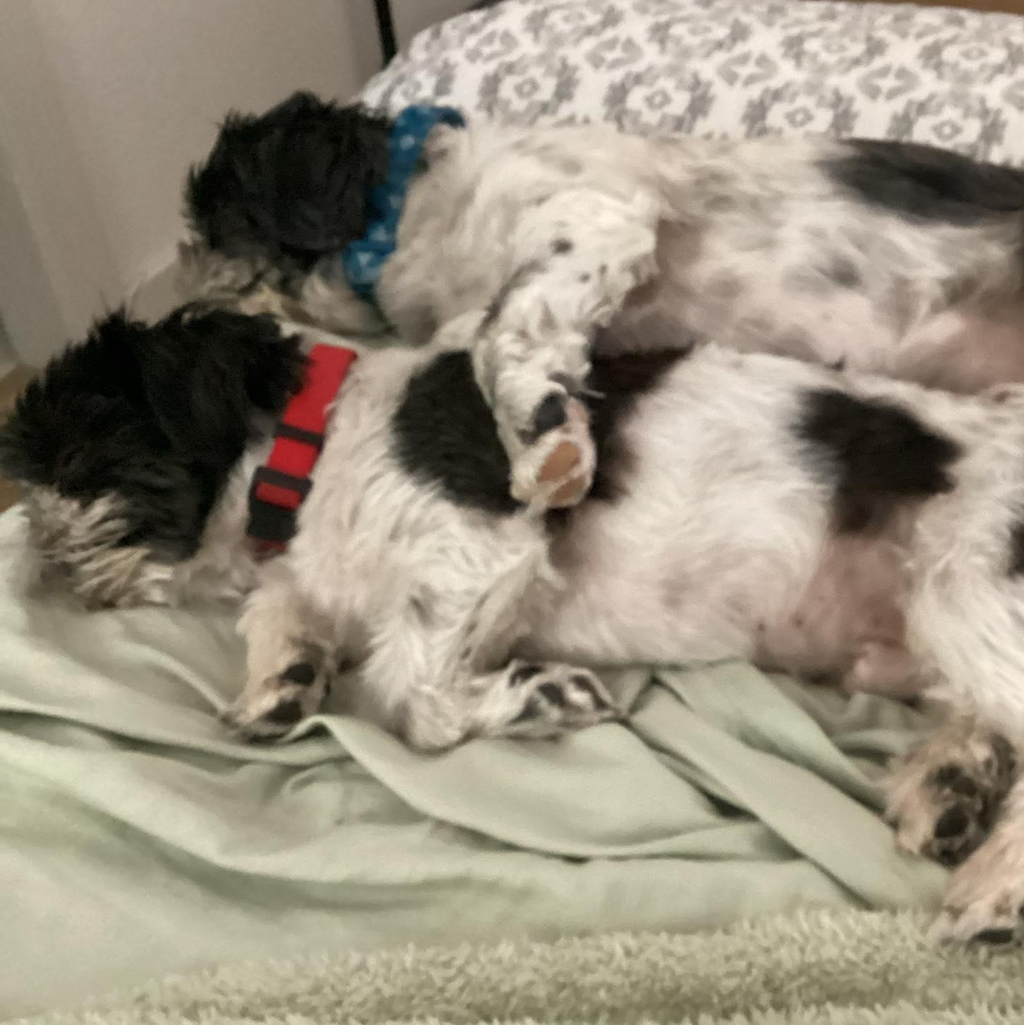 Enlarge Shortstop Miller, a Adoptable Shih Tzu image 4/4