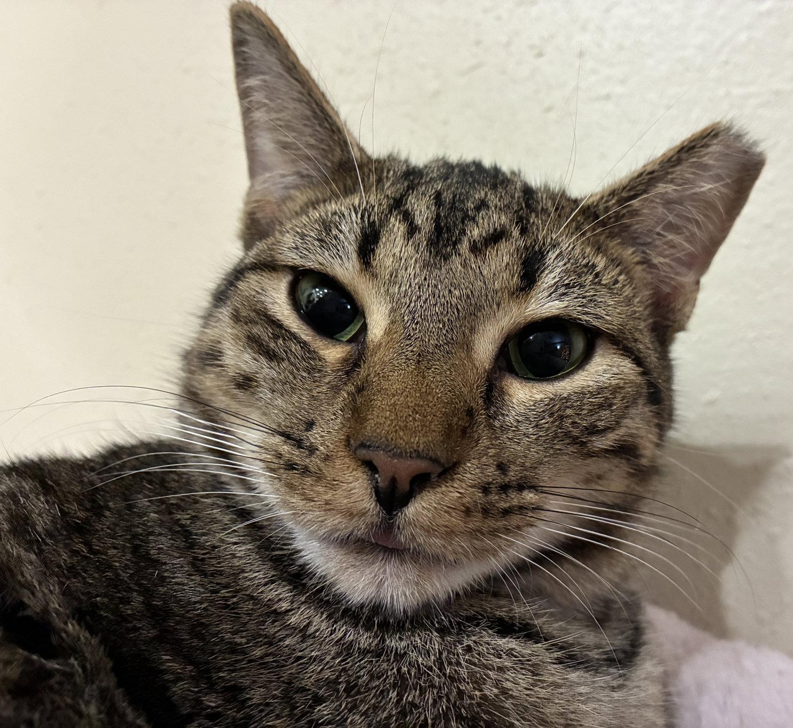 Enlarge JJ the Gentleman, a Adopted Domestic Short Hair in Oviedo, FL image 1/2