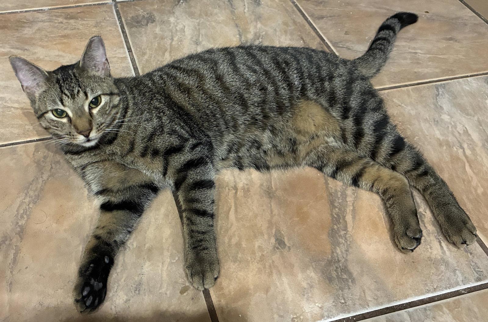 Enlarge JJ the Gentleman, a Adopted Domestic Short Hair in Oviedo, FL image 2/2