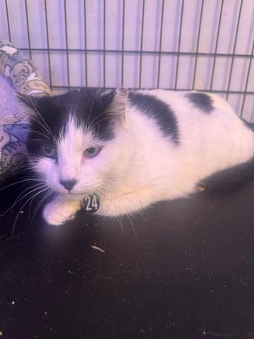 Enlarge Snowy, a Adoptable Domestic Short Hair in Huntington, NY image 1/2