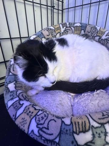 Enlarge Snowy, a Adoptable Domestic Short Hair in Huntington, NY image 2/2