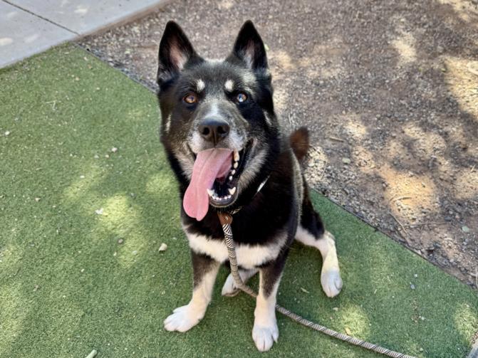 KRUEGER, Adoptable, Adult Male Husky.