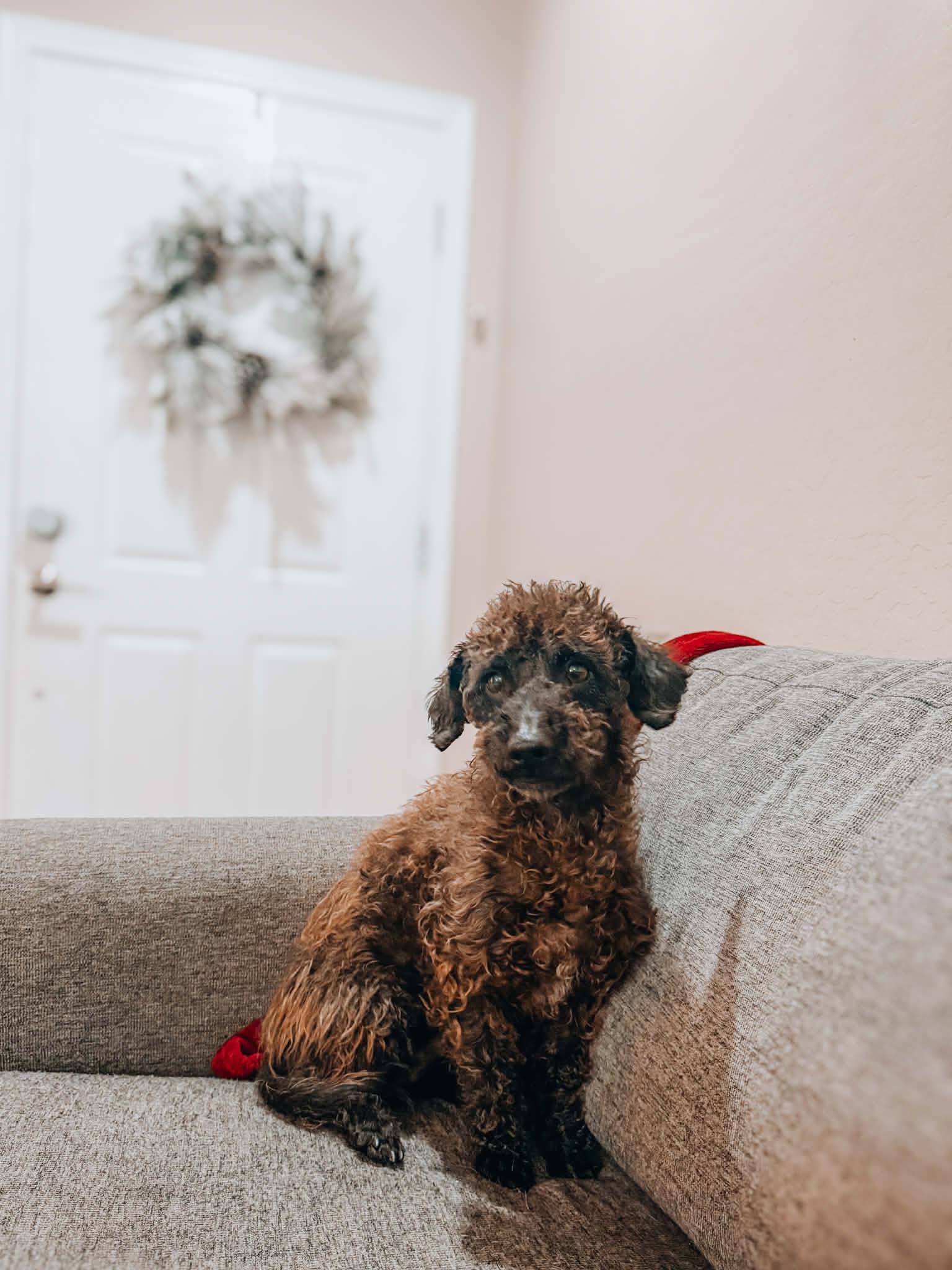 Gary, Adoptable, Adult Male Miniature Poodle.