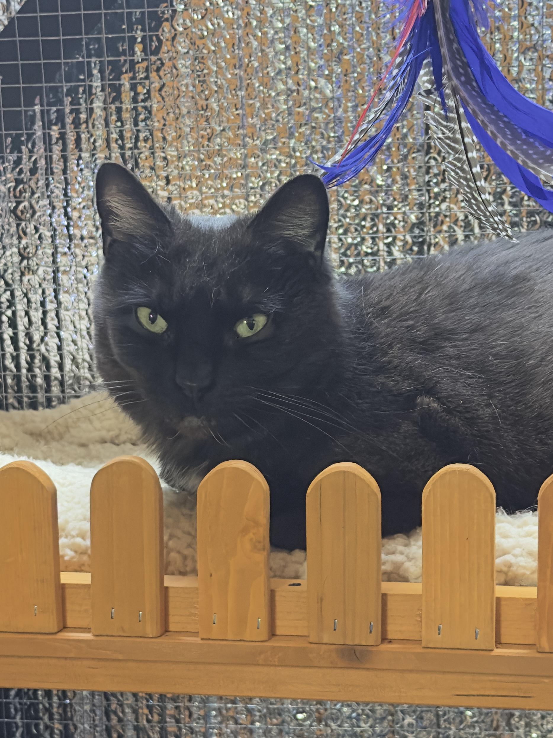 Enlarge Emmie, a ADOPTABLE American Shorthair in Roscoe, NY image 1/1