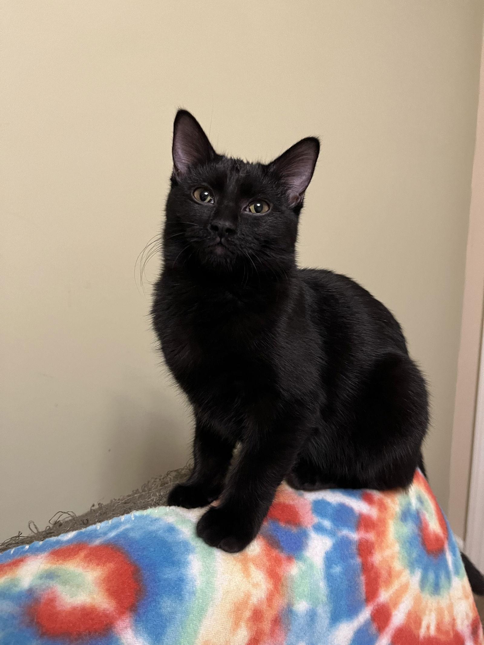 Enlarge Leigh, a Adoptable Domestic Short Hair in Eureka, MO image 1/3