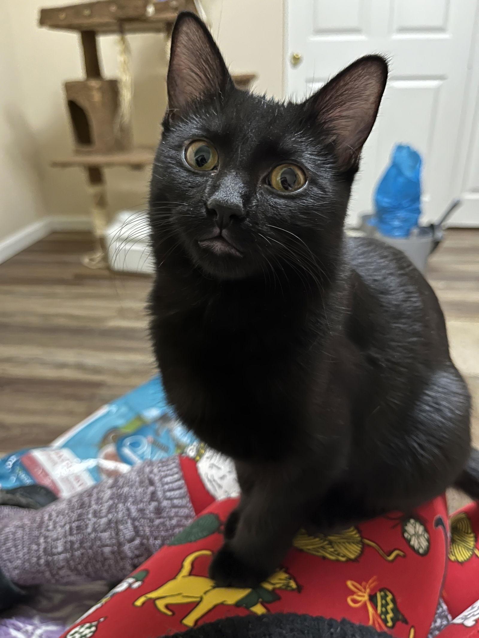 Enlarge Leigh, a Adoptable Domestic Short Hair in Eureka, MO image 2/3