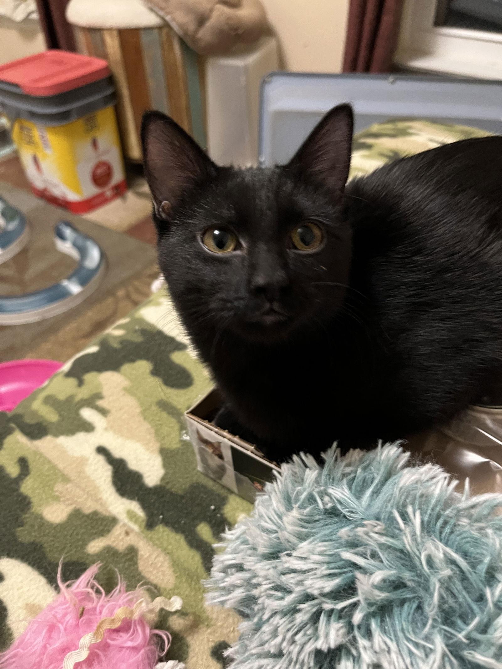 Enlarge Leigh, a Adoptable Domestic Short Hair in Eureka, MO image 3/3