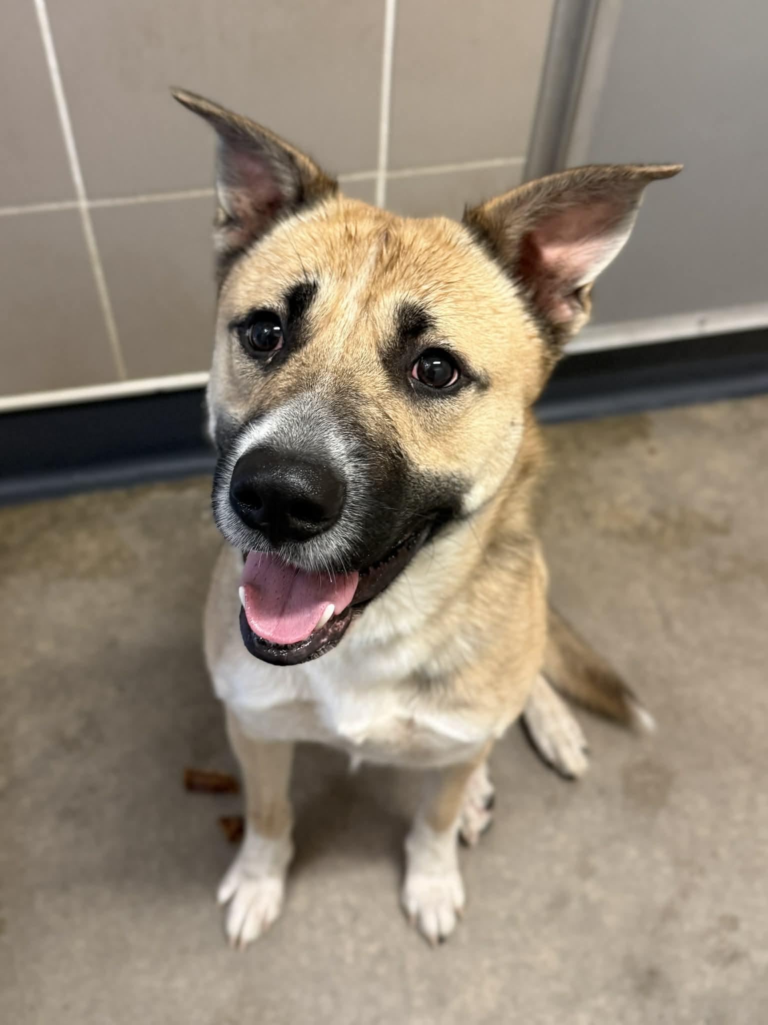 Koda, Adoptable, Young Male Akita & Shepherd.