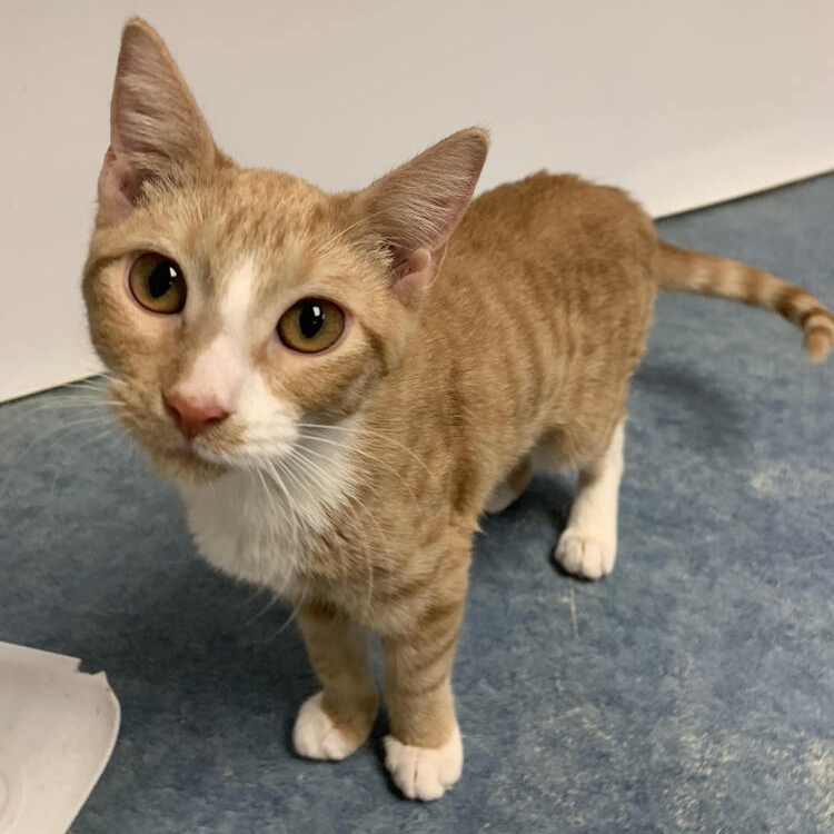 Coral, a Adoptable Domestic Short Hair in Margate, FL image 1/2