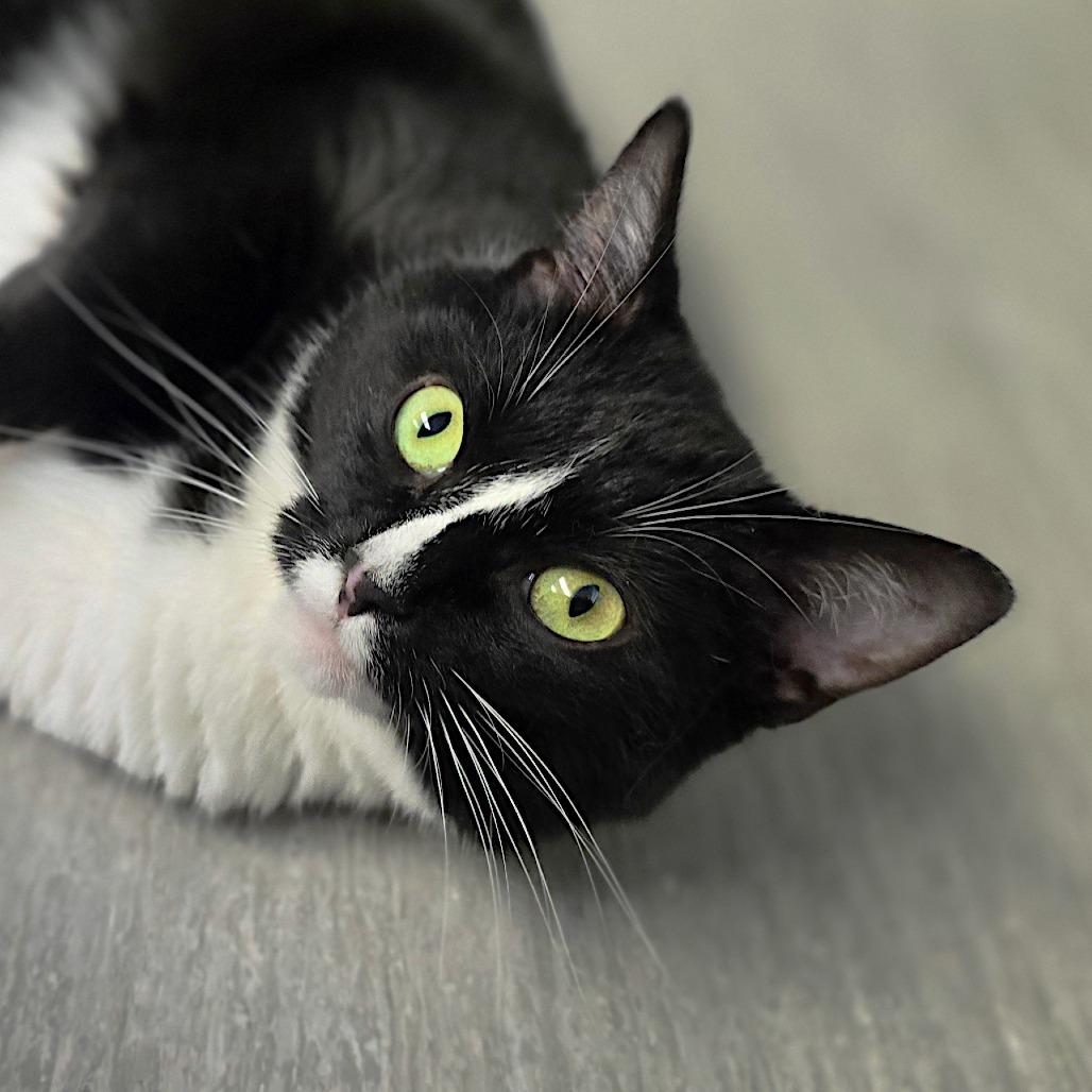 Mazzy bonded w/ Missy, Adoptable, Adult Female Domestic Short Hair.