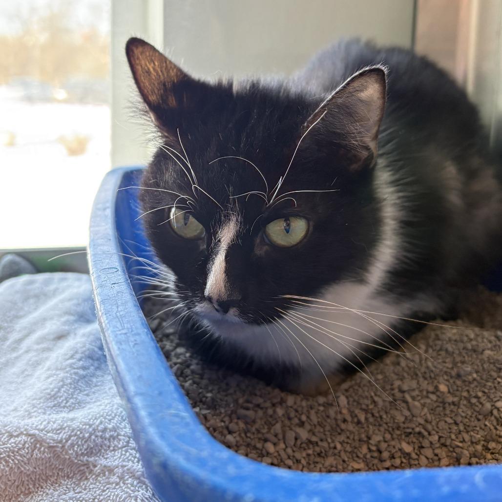 Mazzy bonded w/ Missy, a Adoptable Domestic Short Hair in Columbia Station, OH image 2/2