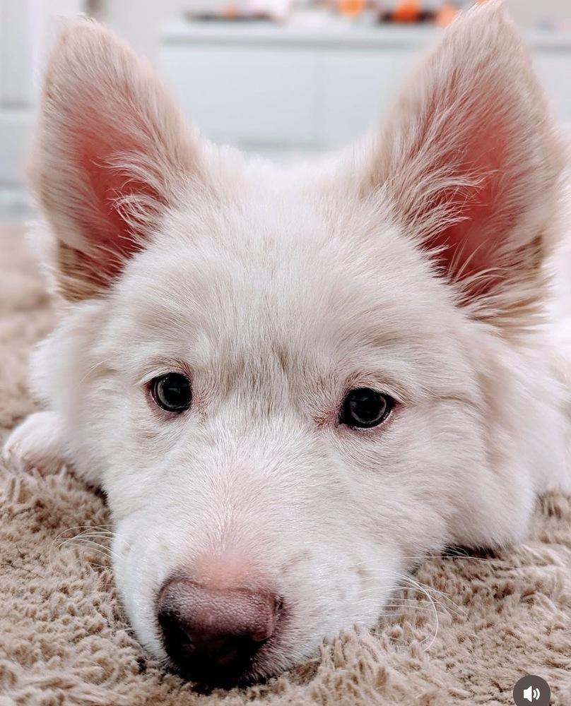 Angel, Adoptable, Puppy Male Husky.