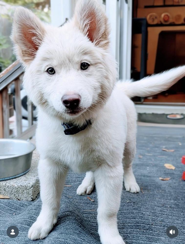 Enlarge Angel, a Adoptable mixed breed in Portland, OR image 2/3