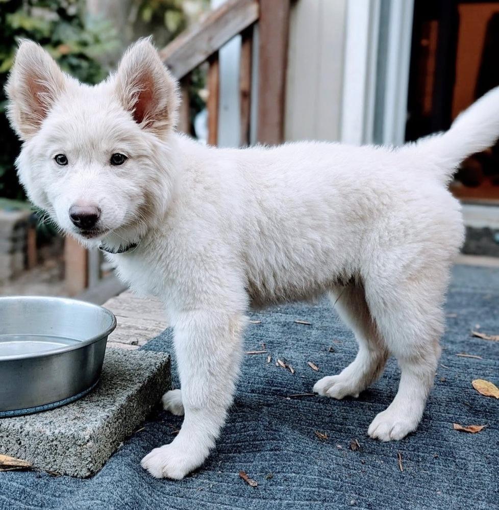 Enlarge Angel, a Adoptable mixed breed in Portland, OR image 3/3