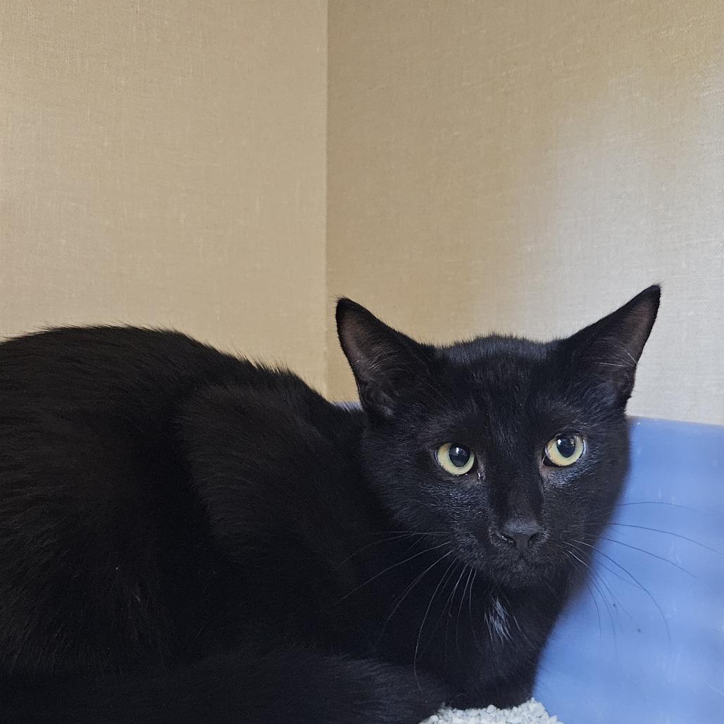 Enlarge Salem, a Adoptable Domestic Short Hair in Conway, NH image 1/1