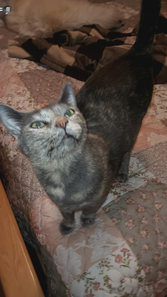 Cleopatra, Adoptable, Adult Female Domestic Short Hair.