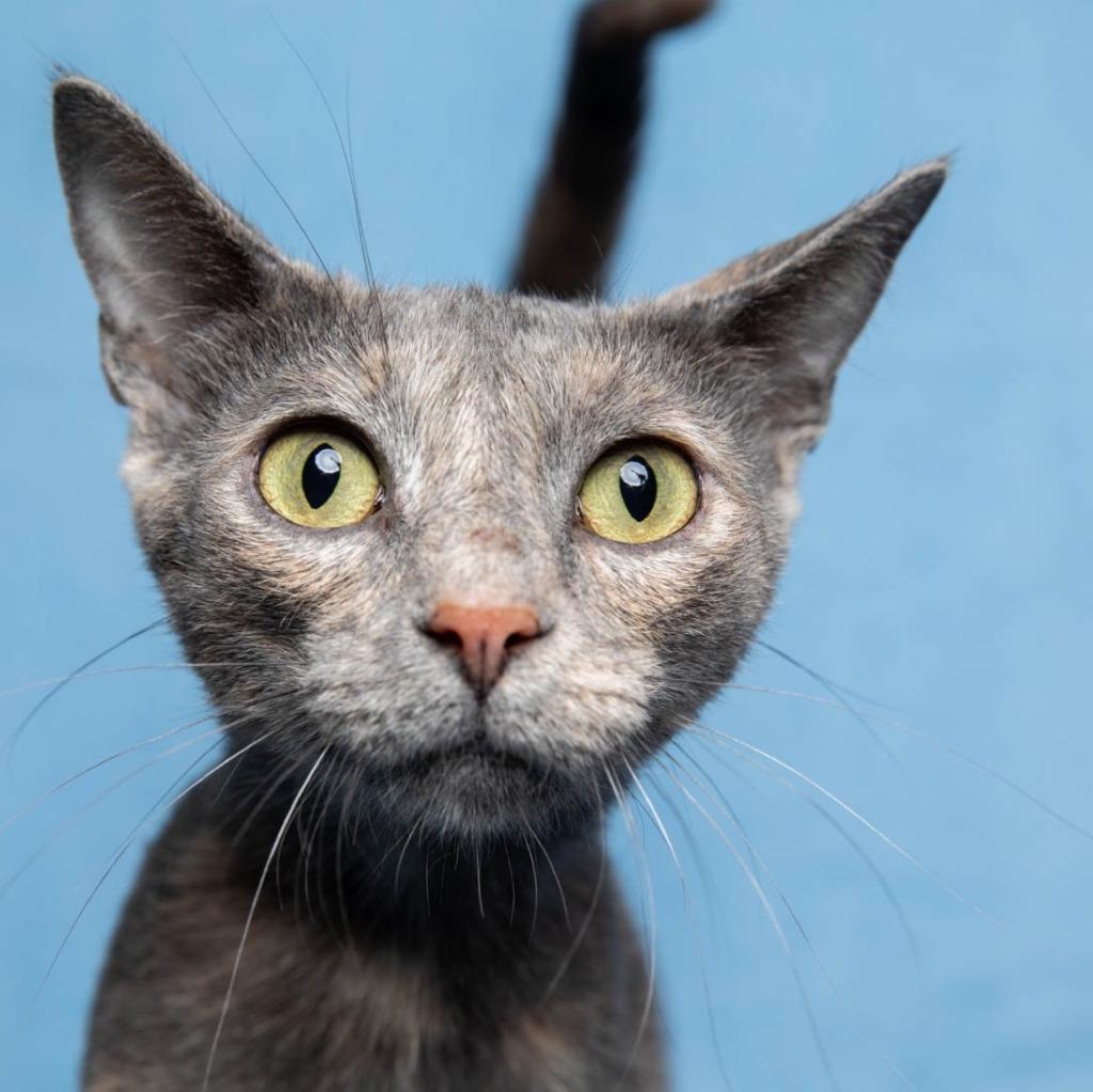 Enlarge Cleopatra, a Adoptable mixed breed in Saint Cloud, MN image 3/4