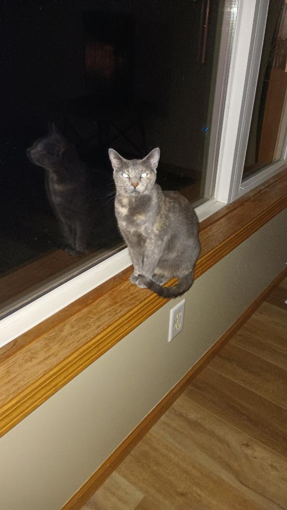 Enlarge Cleopatra, a Adoptable mixed breed in Saint Cloud, MN image 2/4