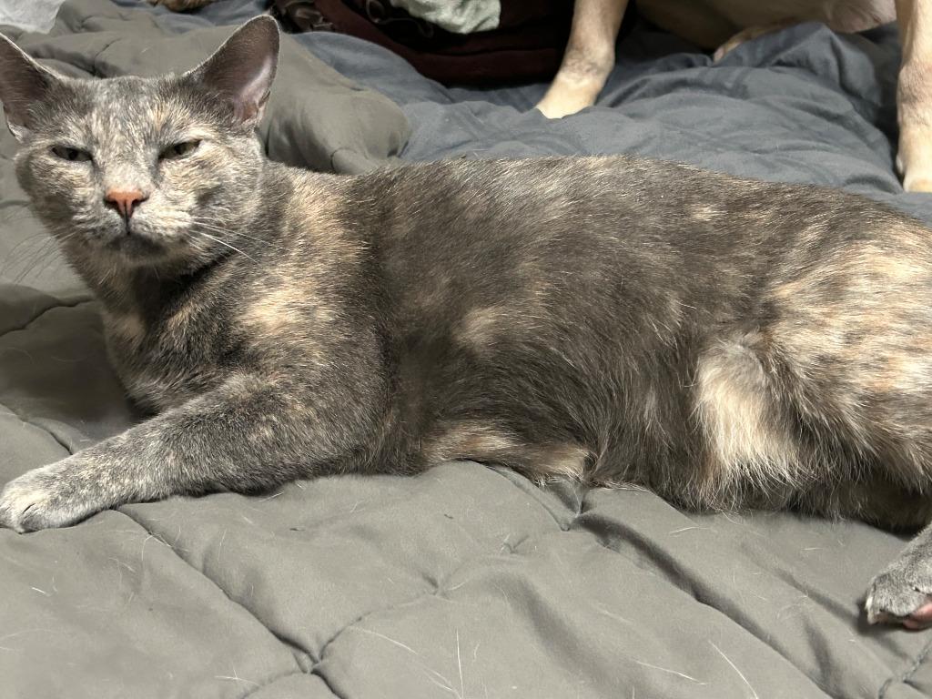 Enlarge Cleopatra, a Adoptable mixed breed in Saint Cloud, MN image 4/4