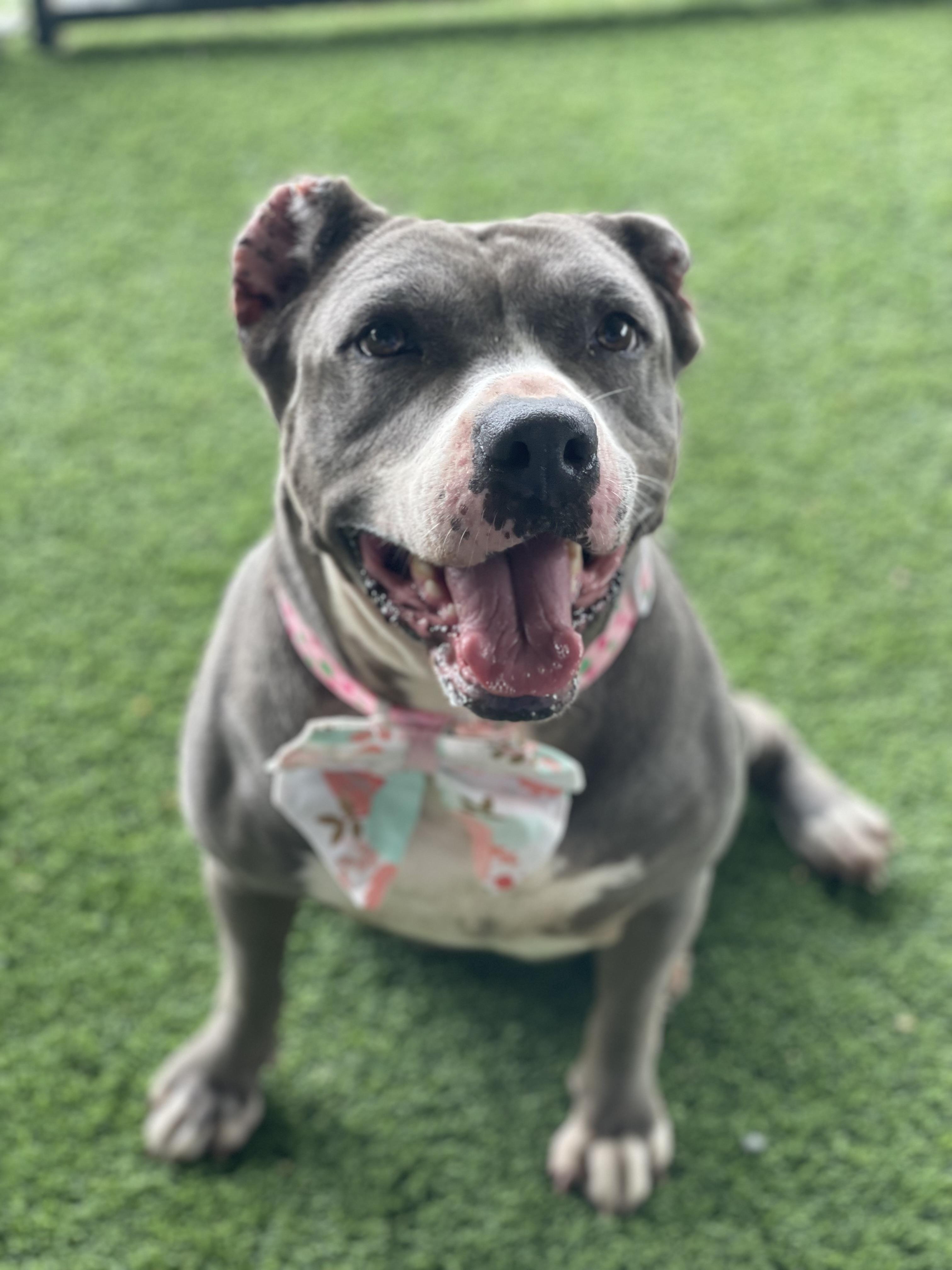 Enlarge STAR, a Adoptable Pit Bull Terrier in East Syracuse, NY image 2/6