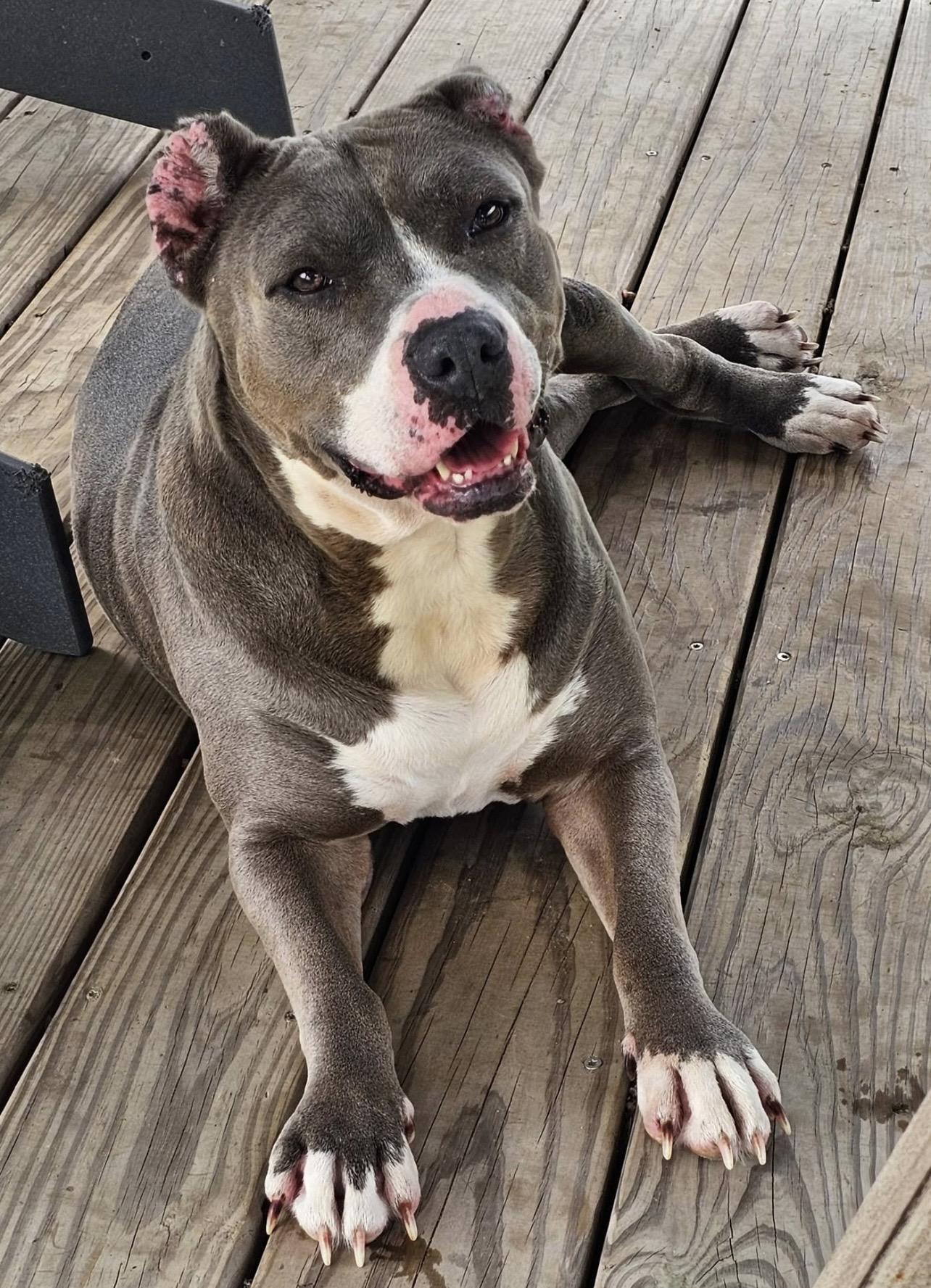 Enlarge STAR, a Adoptable Pit Bull Terrier in East Syracuse, NY image 4/6