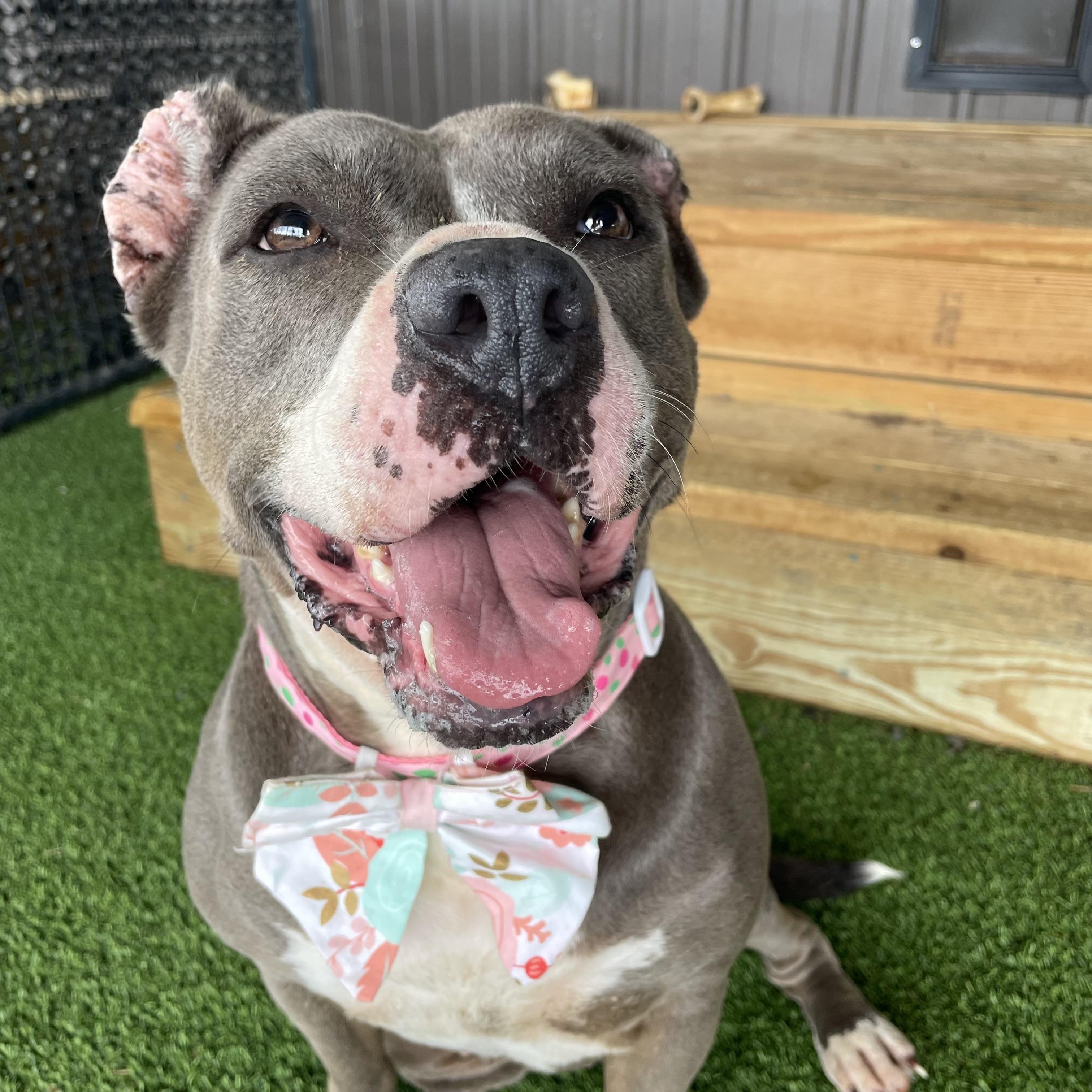 Enlarge STAR, a Adoptable Pit Bull Terrier in East Syracuse, NY image 1/6