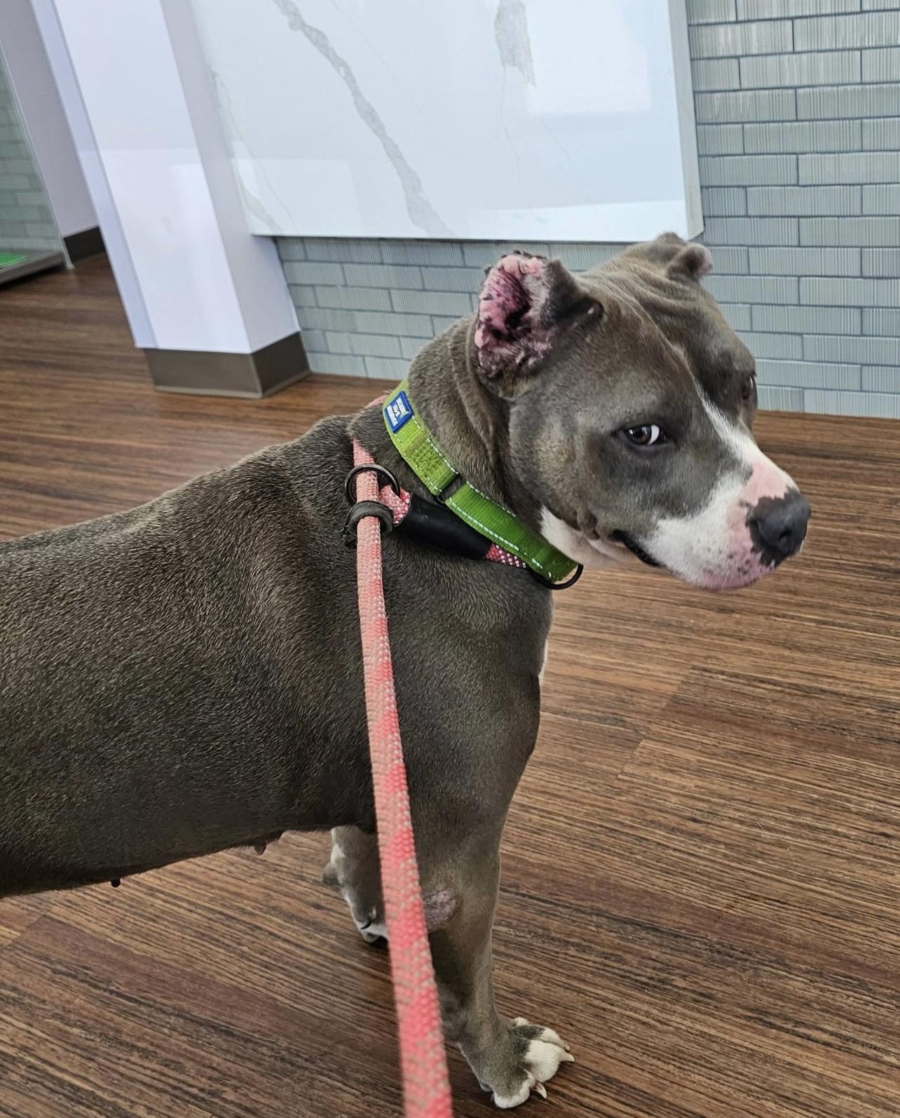 Enlarge STAR, a Adoptable Pit Bull Terrier in East Syracuse, NY image 6/6