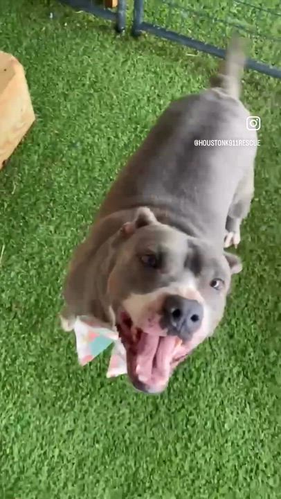 Enlarge STAR, a Adoptable Pit Bull Terrier in East Syracuse, NY video 3/6