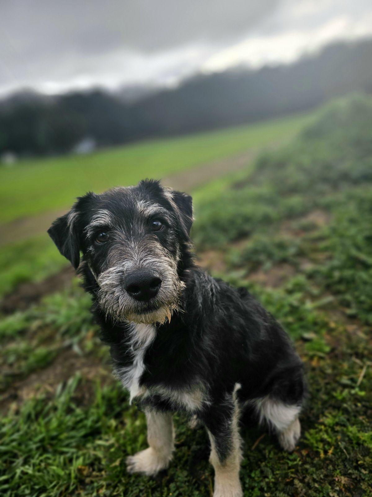Johnny Boy, Adoptable, Young Male Schnauzer & Tibetan Terrier.