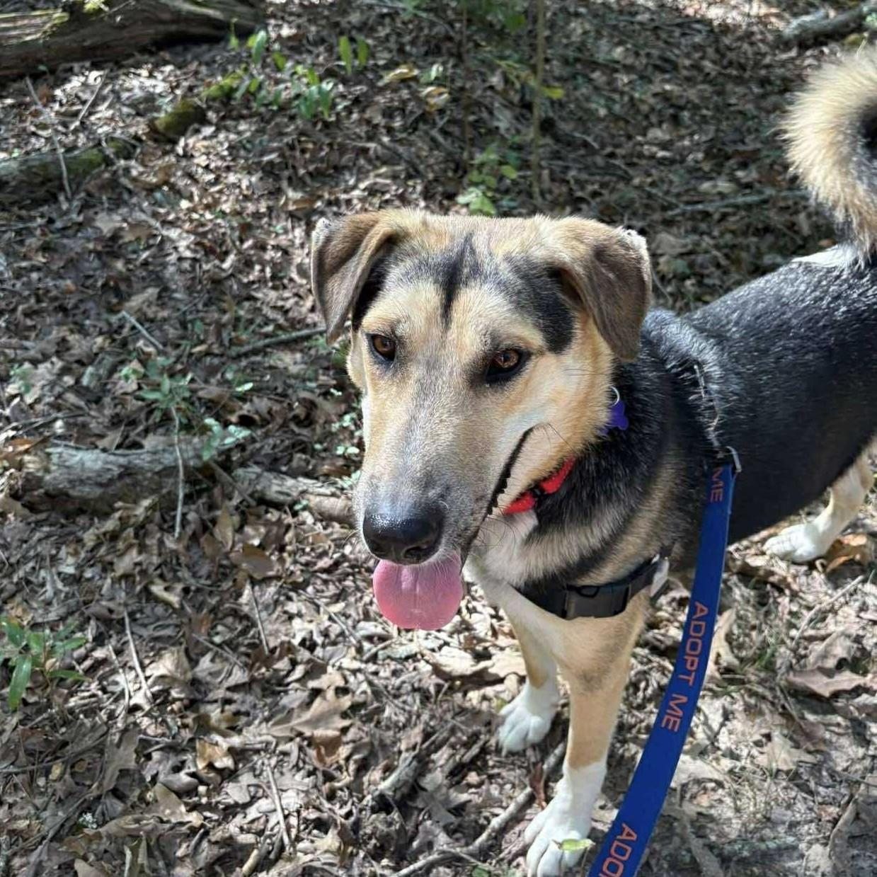 Timber, a ADOPTABLE Mixed Breed in Northwood, NH image 3/5