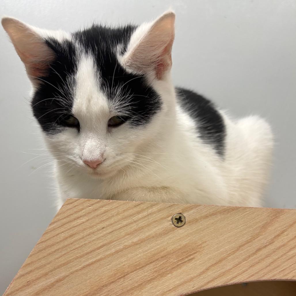 Sequoia, Adoptable, Young Female American Shorthair.