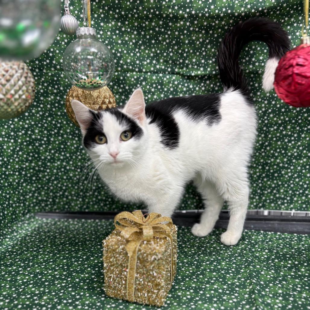 Enlarge Sequoia, a Adoptable American Shorthair in Greenfield, IN image 2/4